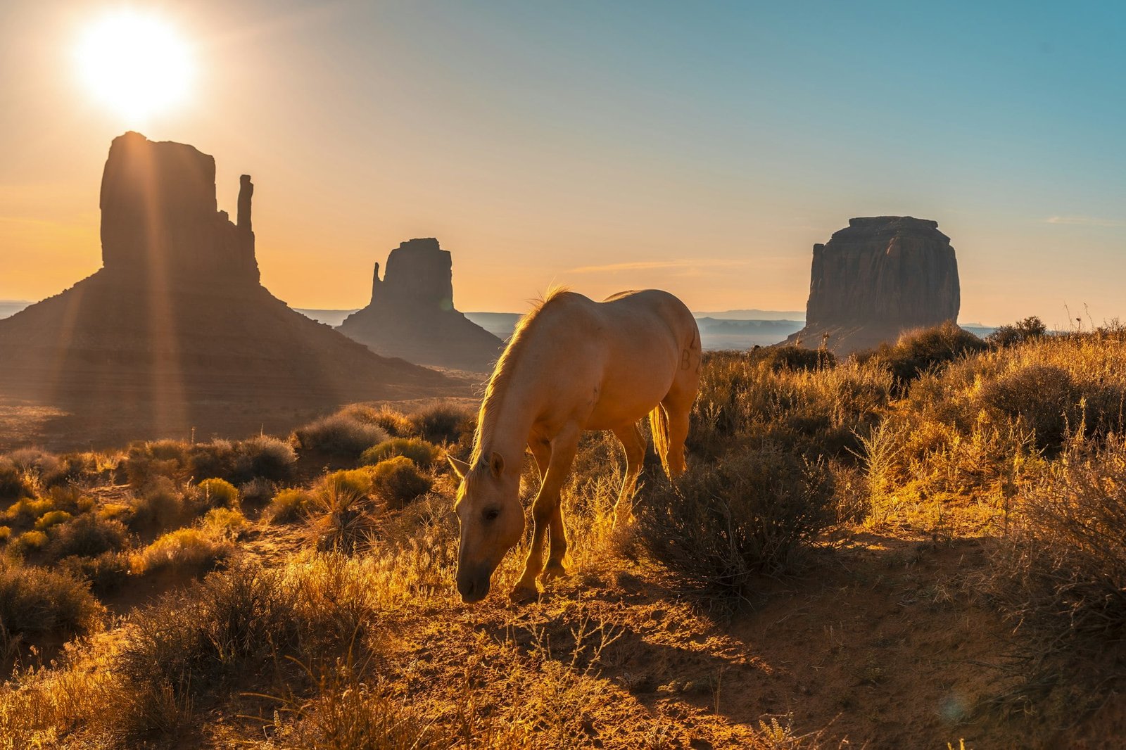 A beautiful white horse eating in the dawn of Monument Valley, Utah