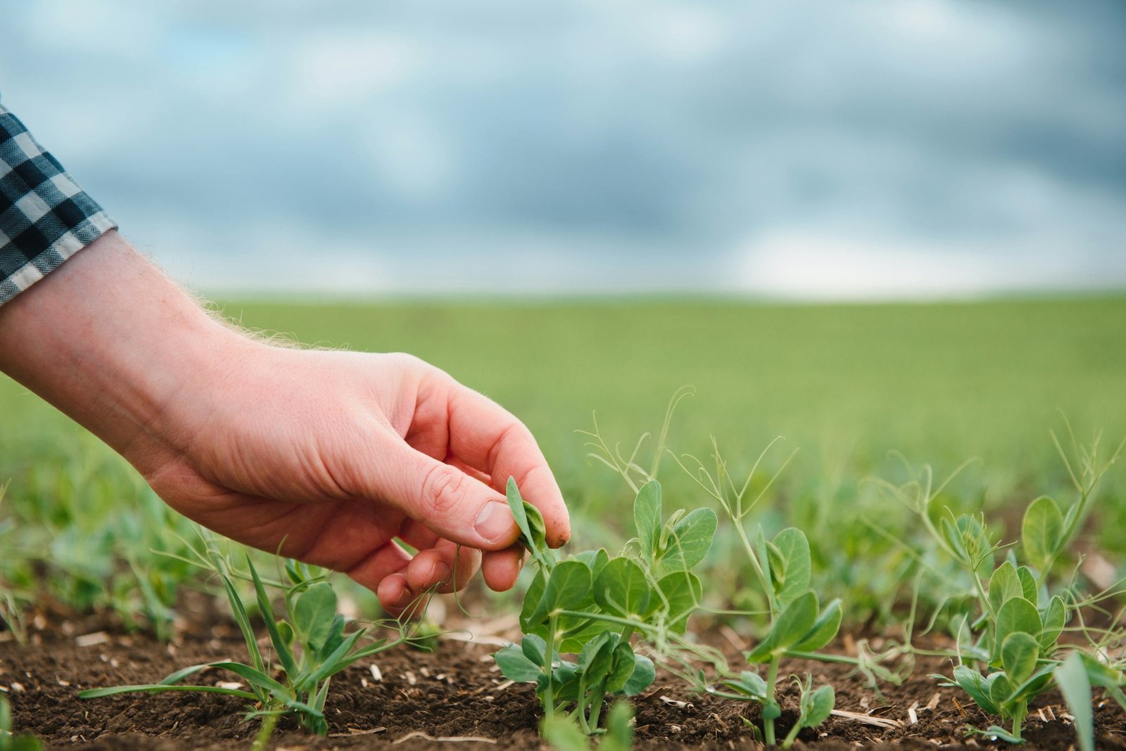 Farmer is studying the development of vegetable peas